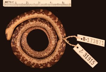 Media type: image;   Herpetology R-173871